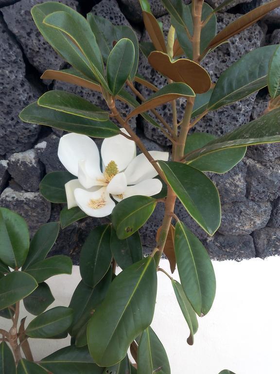 Mozaga Finca La Rubina מראה חיצוני תמונה